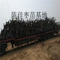 专业庭院嫁接大青枣果树树苗