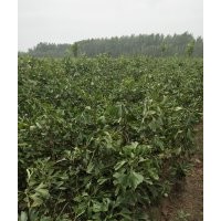 银杏苗1-6年专供。包装车