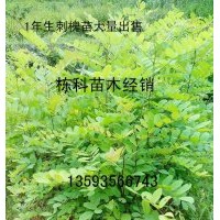 1年生刺槐苗大量出售