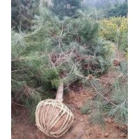 忻园锦诚苗木合作社