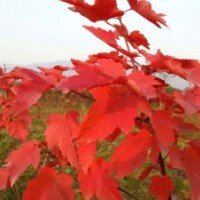 徐州美国红枫基地优良品种推荐:十月光辉红枫