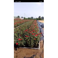 月季，四季玫瑰