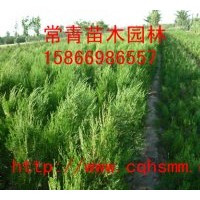 出售侧柏小苗 山东侧柏