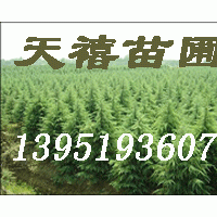 ★南京籽播雪松 桧柏 黄连木 广玉兰等苗