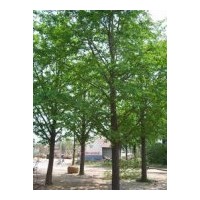 供银杏苗木