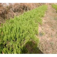 蜀桧龙柏基地直供