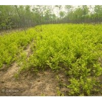 出售大叶黄杨、小叶黄杨、朝鲜黄杨、北海道黄杨、 金叶女贞