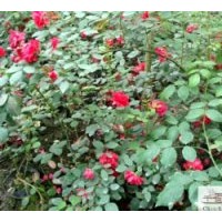 出售成都月季 工程苗木月季