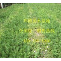 樟子松苗、樟子松小苗价格低 大量供应