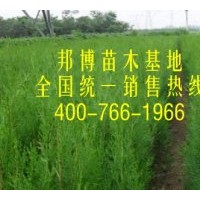 低价直供大量侧柏苗、侧柏容器袋苗