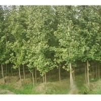 最新银杏树价格 欢迎来电咨询