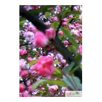 成都苗木垂丝海棠工程用苗