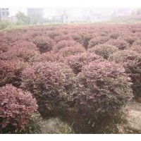 出售红花继木球 产品远销全国各个省市