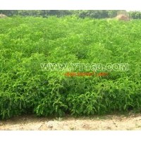 出售紫穗槐苗 北京桧柏、河南桧、河南桧球、沙地柏、爬地柏
