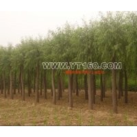 出售碧桃 火炬 栾树 金枝槐等