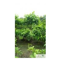 供应黄葛兰 成都工程苗木黄葛兰