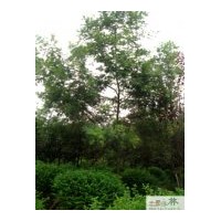 供应金合欢 工程苗木金合欢