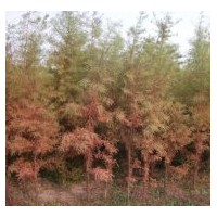 供应池杉苗木
