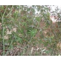 供应鸡爪槭苗木