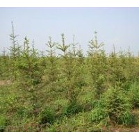 供应云杉 3公分小苗至5米大树