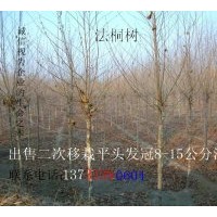 供应法桐 金丝垂柳，国槐，刺槐，香花槐，红花槐，龙爪槐