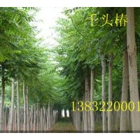 供千头椿|碧桃|速生柳
