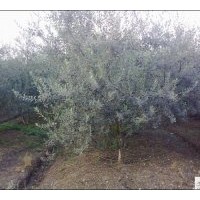 供应成都油橄榄工程苗木