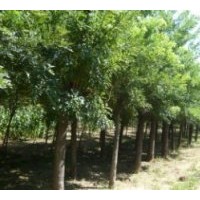 出售国槐 金叶槐、黄金槐、龙爪槐等绿化苗木