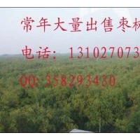 出售枣树