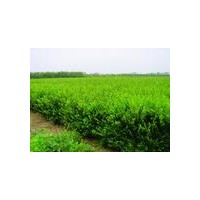 供河南小叶女贞10000000棵