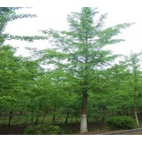 供应5-80公分银杏树