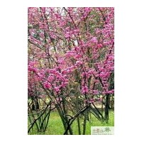 成都紫荆工程苗木批发