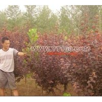 大量出售 金叶槐 金枝槐 金叶榆 栾树 垂柳 龙爪槐 火炬