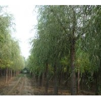 金丝柳，垂柳，速生柳，国槐，钱头椿，西府海棠供应