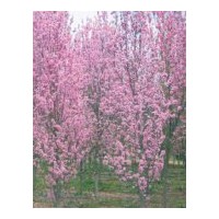 大量供应照手桃苗木 碧桃 工程苗木