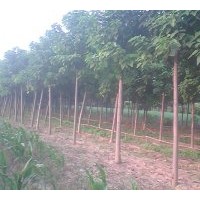 基地供应；楸树、栾树、合欢、国槐、大叶女贞、法桐、青桐、北海
