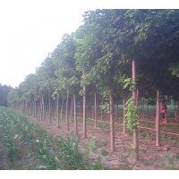 长期供应各种工程绿化树苗：楸树、栾树、合欢、国槐、大叶女贞、