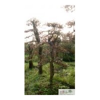 供应红继木 大量批发红继木苗圃苗