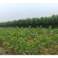 供1-40千头椿,臭椿,白腊,合欢,柳树,毛白杨.法桐