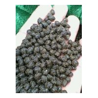 供应红豆杉种子