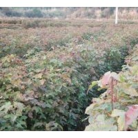 供应枫香苗木