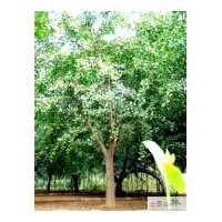 供应成都银杏干径24-25公分