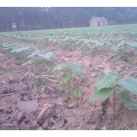 基地供应；楸树、栾树、合欢、国槐、大叶女贞、法桐、青桐、北海