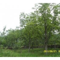 供应低价处理占地苗（15公分到35公分）白玉兰树！