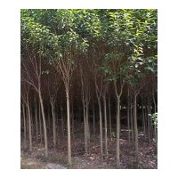 供应湖北香樟树、全冠香樟