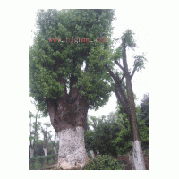 出售多种规格样式的香樟