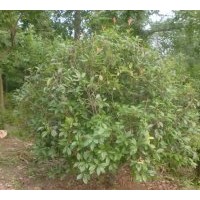 供应紫叶李、国槐、金叶女贞、火棘、红叶小檗，紫微、桂花等百余