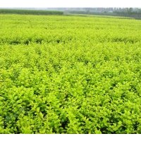 供应 金叶女贞 蜀桧.北京桧.洒金柏.雪松.龙柏.侧柏