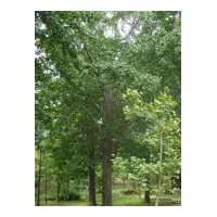供应各种规格银杏实生树，嫁接树