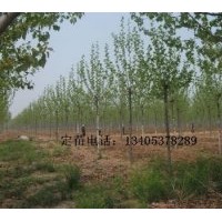 出售法桐，速生法桐，速生法桐小苗，造型法桐（实生定杆1-2年茂